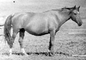KUSHUM